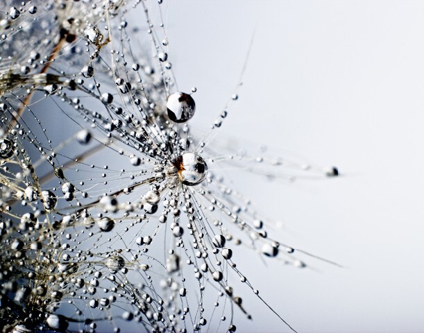 Abstract macro photo of plant seeds with water drops.
